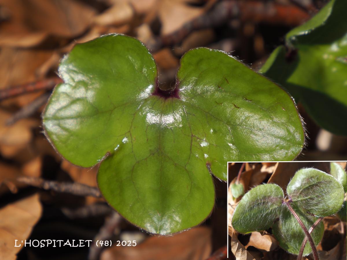 Hepatica leaf